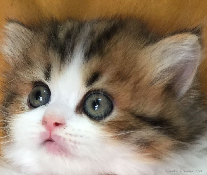 鹿児島県 前田 康孝 まえだ やすたか ブリーダー みんなの子猫ブリーダー 鹿児島県 前田 康孝 まえだ やすたか ブリーダー みんなの子猫ブリーダー