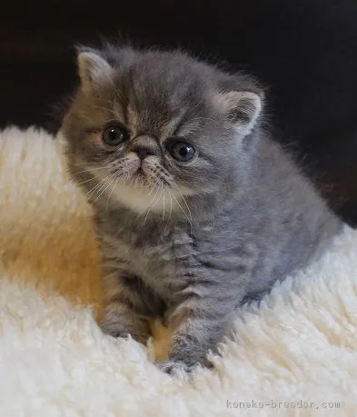 袴田福美 様のお迎えした子猫