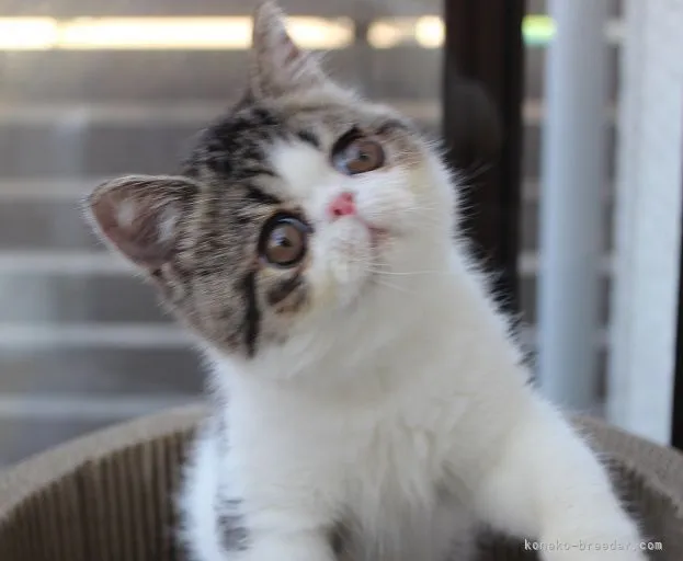 I.I 様のお迎えした子猫