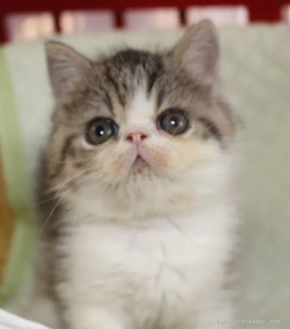 ID：1709-00017の子猫