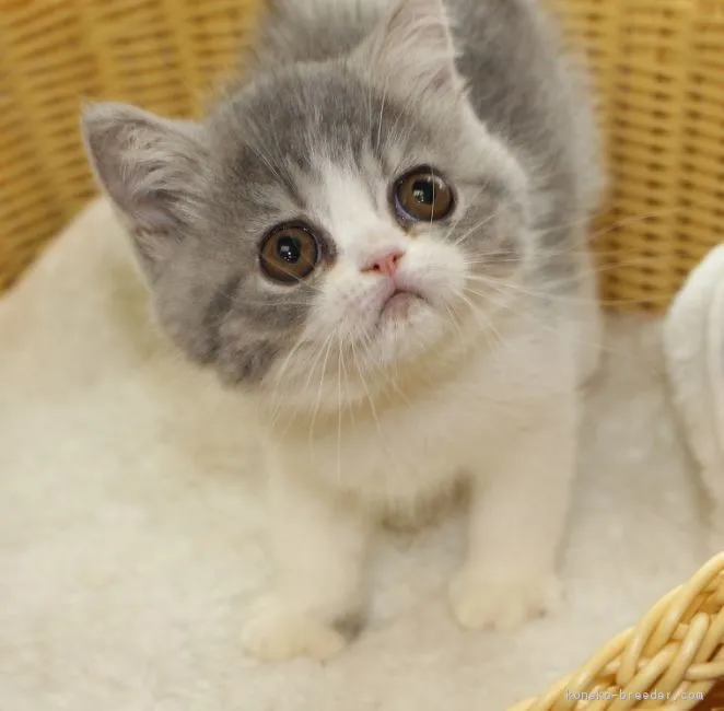 ID：1709-00167の子猫