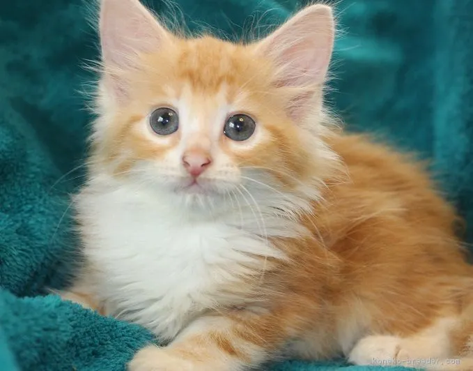 ID：1607-00850の子猫