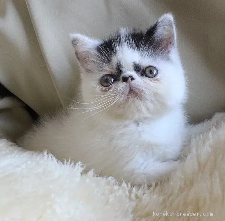 ID:1904-01272の子猫