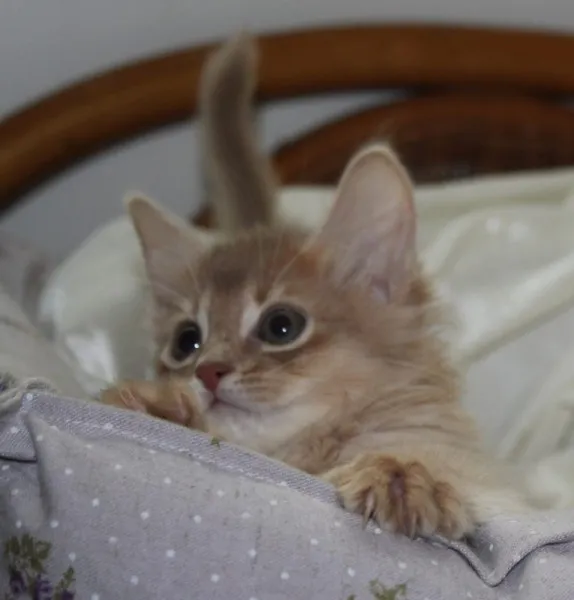 ID:1312-00017の子猫