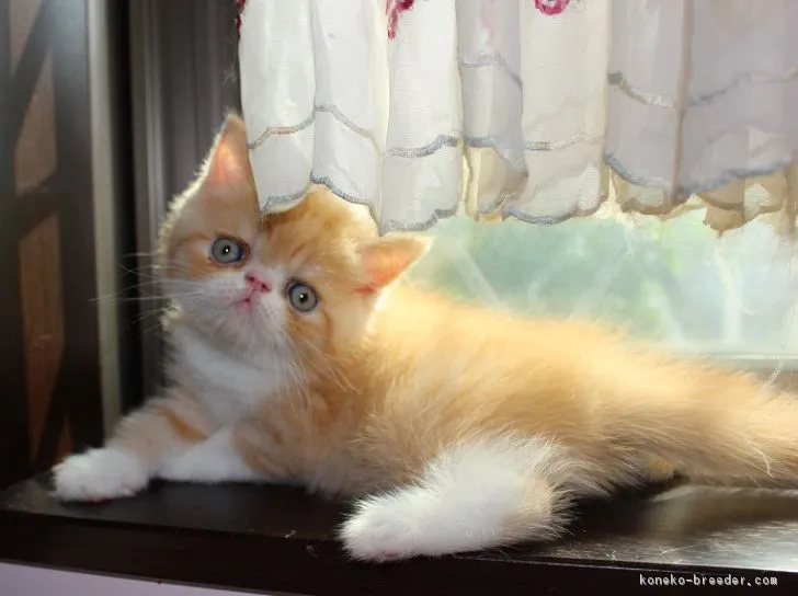 ID：1710-00520の子猫