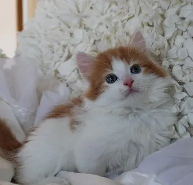 ID:1505-00597の子猫