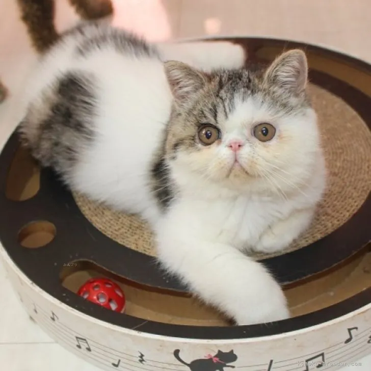 近藤 様のお迎えした子猫