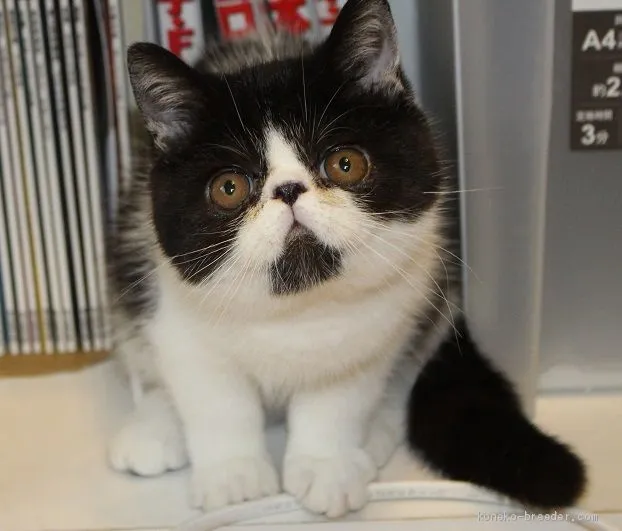 ID:1906-00330の子猫