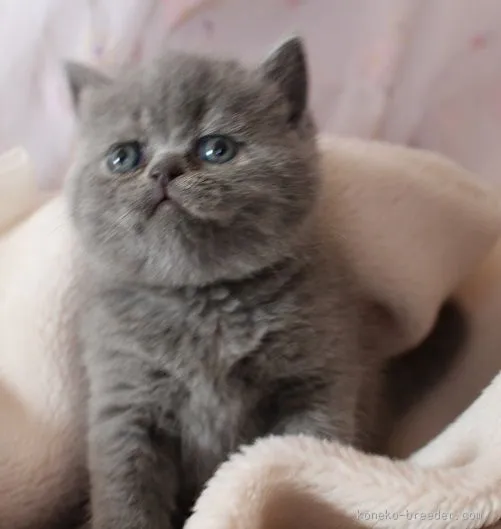 まめ 様のお迎えした子猫