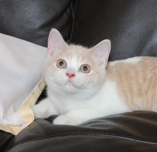 ID:1406-00255の子猫
