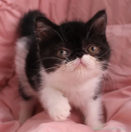 ID:1909-00959の子猫