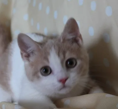 ID:1406-00254の子猫