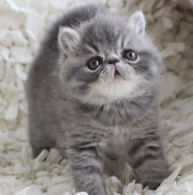 ID：1811-01539の子猫