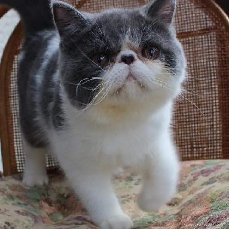 ID：2208-00176の子猫