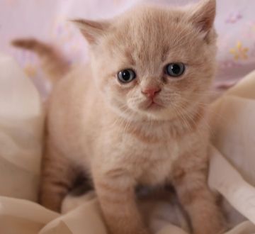 ブリティッシュショートヘア【静岡県・男の子・2016年1月26日・クリームマッカレルタビー】の写真「」