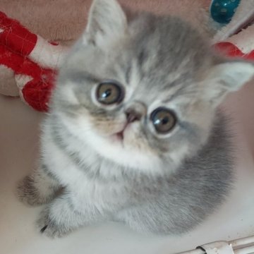 エキゾチックショートヘア【静岡県・男の子・2023年2月10日・ブルーマッカレルタビー】の写真「まあるい目が愛嬌たっぷり」