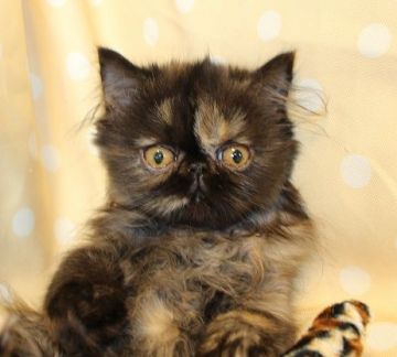 エキゾチックロングヘア【静岡県・女の子・2015年8月8日・トーティシェル】の写真「まあるい目をしたお転婆さんです」