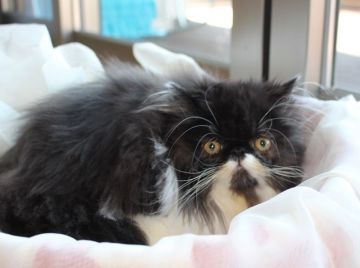 エキゾチックロングヘア【静岡県・女の子・2016年9月22日・ブラック&ホワイト(ロング)】の写真「驚いたような目です」