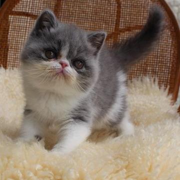 エキゾチックショートヘア【静岡県・女の子・2022年4月28日・ブルーマッカレルタビー&ホワイト】の写真「淡いブルーがきれいです。」