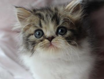 エキゾチックショートヘア【静岡県・男の子・2016年4月19日・ブラウンマッカレルタビー&ホワイト】の写真「まあるい目です」