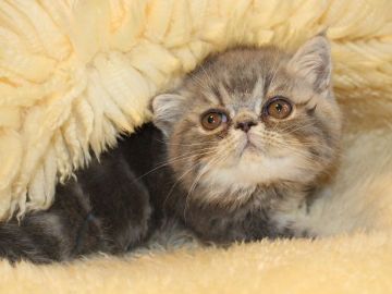 エキゾチックショートヘア【静岡県・男の子・2021年12月12日・ブルータビー】の写真「僕は慎重派なのです」