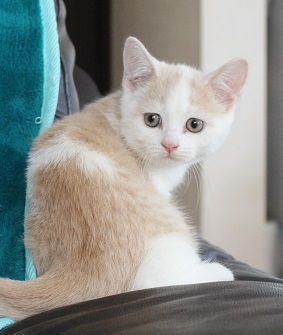 ブリティッシュショートヘア【静岡県・男の子・2016年5月29日・クリームマッカレルタビー&ホワイト】の写真「きれいなクリーム色です」