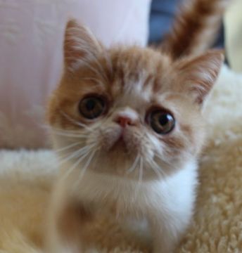 エキゾチックショートヘア【静岡県・男の子・2016年10月16日・レッドマッカレルタビー&ホワイト】の写真「きれいな色目です」