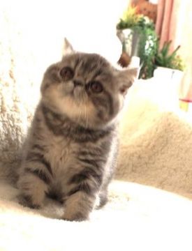 エキゾチックショートヘア【静岡県・男の子・2021年12月12日・ブルータビー】の写真「元気な男の子」