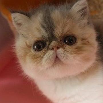 エキゾチックショートヘア【静岡県・女の子・2022年5月21日・ダイリュートキャリコ】の写真「コロコロした体格です」