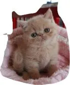 エキゾチックショートヘア【静岡県・男の子・2017年3月8日・クリームマッカレルタビー】の写真1