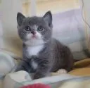 ブリティッシュショートヘア【静岡県・男の子・2014年3月11日・ブルーマッカレルタビー&ホワイト】の写真1