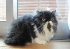 エキゾチックロングヘア【静岡県・女の子・2016年9月22日・ブラック&ホワイト(ロング)】の写真2