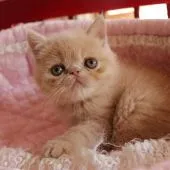 エキゾチックショートヘア【静岡県・男の子・2017年3月8日・クリームマッカレルタビー】の写真2