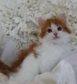 ノルウェージャンフォレストキャット【静岡県・男の子・2015年4月16日・レッドタビー&ホワイト】の写真2