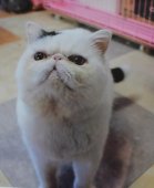 エキゾチックショートヘア【・男の子・2015年5月23日・ブラック&ホワイトバン】