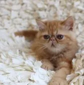 エキゾチックショートヘア【静岡県・男の子・2018年5月28日・レッドタビー】の写真3