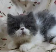 エキゾチックショートヘア【静岡県・男の子・2018年5月9日・ブルー&ホワイト】の写真3