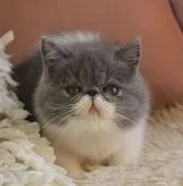 エキゾチックショートヘア【静岡県・女の子・2016年9月22日・ブルー&ホワイト】の写真3