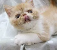 エキゾチックショートヘア【静岡県・男の子・2018年4月12日・シェルカメオマッカレルタビー&ホワイト】の写真3