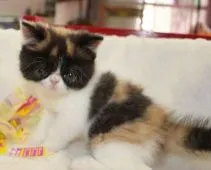 エキゾチックショートヘア【静岡県・女の子・2017年5月21日・キャリコ】の写真4