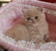 エキゾチックショートヘア【静岡県・男の子・2017年3月8日・クリームマッカレルタビー】の写真5