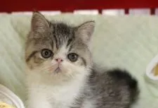 エキゾチックショートヘア【静岡県・男の子・2017年7月16日・ブラウンマッカレルタビー&ホワイト】の写真5