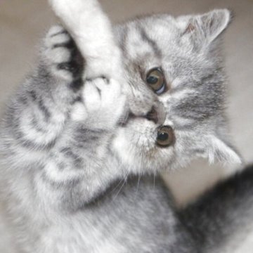 エキゾチックショートヘア【静岡県・男の子・2025年9月10日・シルバースポテッドタビー】の写真「人好きです。」