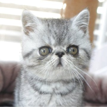 エキゾチックショートヘア【静岡県・男の子・2025年9月10日・シルバースポテッドタビー】の写真「人好きです。」