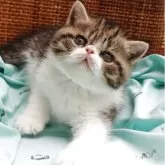 エキゾチックショートヘア