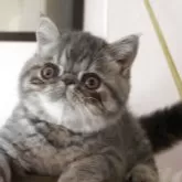 エキゾチックショートヘア