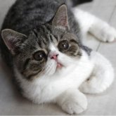 エキゾチックショートヘア