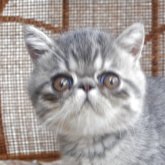 エキゾチックショートヘア