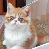 エキゾチックショートヘア