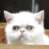 エキゾチックショートヘア